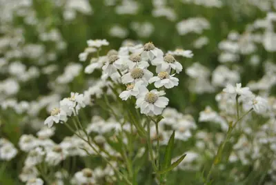 Achillea ptarmica (Wilde bertram) - afbeelding 2