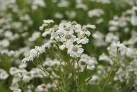 Achillea ptarmica (Wilde bertram) - afbeelding 2
