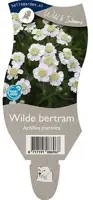 Achillea ptarmica (Wilde bertram) - afbeelding 1