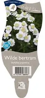 Achillea ptarmica (Wilde bertram) - afbeelding 1