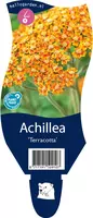 Achillea terracotta (Duizendblad) kopen?