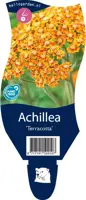 Achillea terracotta (Duizendblad) - afbeelding 1