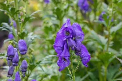 Aconitum Carmichaelii Arendsii (Monnikskap) - afbeelding 3