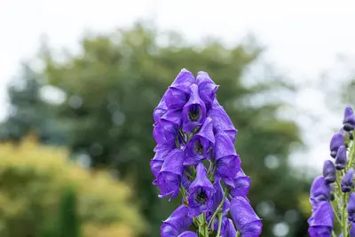 Aconitum Carmichaelii Arendsii (Monnikskap) - afbeelding 4