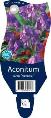 Aconitum carmichaelii 'Arendsii' (Monnikskap) - afbeelding 1