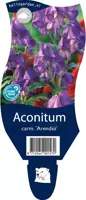 Aconitum carmichaelii 'Arendsii' (Monnikskap) - afbeelding 1