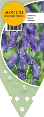 Aconitum Carmichaelii Arendsii (Monnikskap) - afbeelding 1