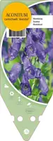 Aconitum Carmichaelii Arendsii (Monnikskap) - afbeelding 1