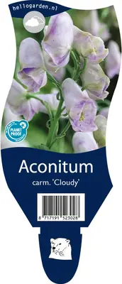 Aconitum (Monnikskap) - afbeelding 1