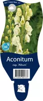 Aconitum napellus album (Monnikskap) - afbeelding 1
