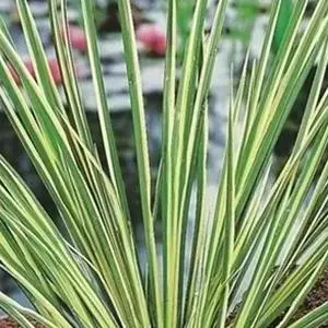 Acorus calamus Gramineus (Mini bonte kalmoes ) - afbeelding 2