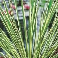 Acorus calamus Gramineus (Mini bonte kalmoes ) - afbeelding 2