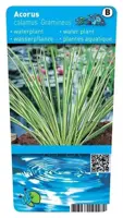 Acorus calamus Gramineus (Mini bonte kalmoes ) - afbeelding 1