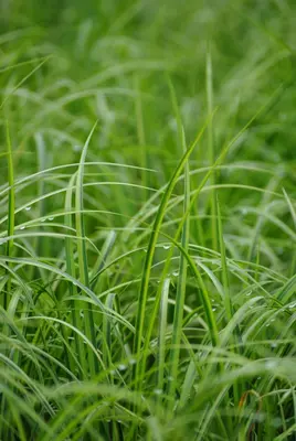 Acorus gramineus 'Ogon' (Kalmoes 'Ogon') - afbeelding 1