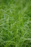 Acorus gramineus 'Ogon' (Kalmoes 'Ogon') - afbeelding 1