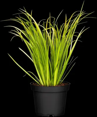 Acorus gramineus 'Ogon' (Kalmoes 'Ogon') - afbeelding 2