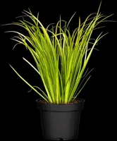 Acorus gramineus 'Ogon' (Kalmoes 'Ogon') - afbeelding 2