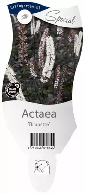 Actaea brunette (Zilverkaars) - afbeelding 1