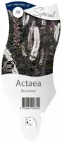 Actaea brunette (Zilverkaars) kopen?