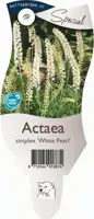 Actaea simplex 'White Pearl' (Zilverkaars) - afbeelding 1