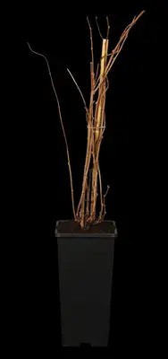 Actinidia arguta 'Issai' (Kiwi 'Issai') - afbeelding 1