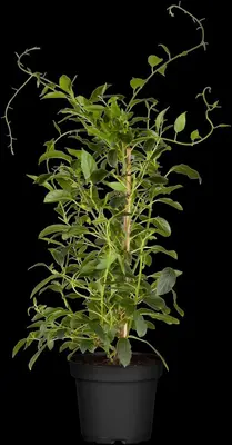 Actinidia arguta 'Issai' (Kiwi 'Issai') - afbeelding 3