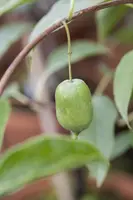 Actinidia arguta 'Issai' (Kiwi 'Issai') - afbeelding 2