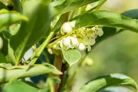 Actinidia arguta 'Issai' (Kiwi 'Issai') - afbeelding 5