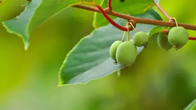 Actinidia arguta 'Issai' (Mini-kiwi) fruitplant 60cm - afbeelding 4