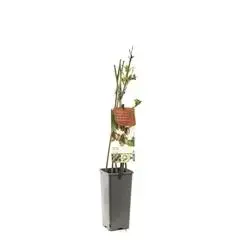 Actinidia arguta 'Ken’s Red' (Rode minikiwi) fruitplant 60cm - afbeelding 1