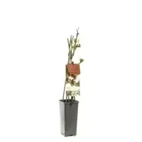 Actinidia arguta 'Ken’s Red' (Rode minikiwi) fruitplant 60cm - afbeelding 1