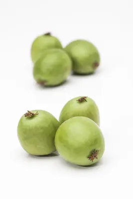 Actinidia arguta (Kiwibes) - afbeelding 3