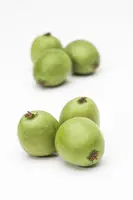 Actinidia arguta (Kiwibes) - afbeelding 3