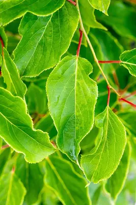 Actinidia arguta (Kiwibes) - afbeelding 8