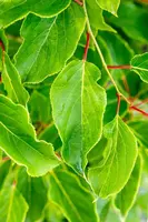 Actinidia arguta (Kiwibes) - afbeelding 8