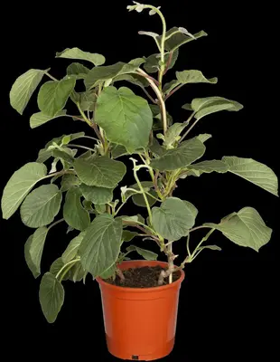Actinidia arguta (Kiwibes) - afbeelding 7