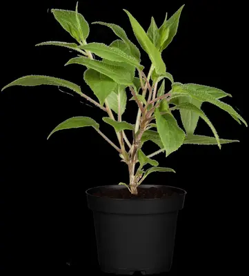 Actinidia arguta (Kiwibes) - afbeelding 1