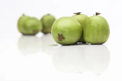 Actinidia arguta (Kiwibes) - afbeelding 4