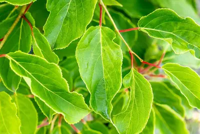Actinidia arguta (Kiwibes) - afbeelding 9