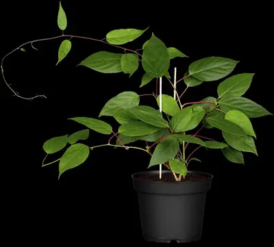 Actinidia arguta (Kiwibes) - afbeelding 2