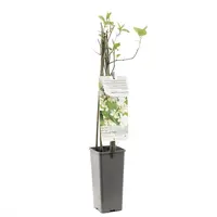 Actinidia arguta 'Weikii' (Mini-kiwi) fruitplant 60cm - afbeelding 2