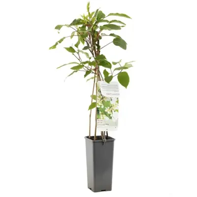 Actinidia arguta 'Weikii' (Mini-kiwi) fruitplant 60cm - afbeelding 1