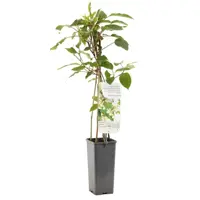 Actinidia arguta 'Weikii' (Mini-kiwi) fruitplant 60cm - afbeelding 1