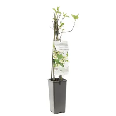 Actinidia arguta 'Weikii' (Mini-kiwi) fruitplant 60cm - afbeelding 2