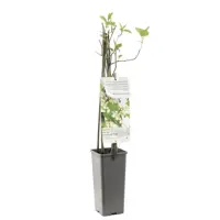 Actinidia arguta 'Weikii' (Mini-kiwi) fruitplant 60cm - afbeelding 2