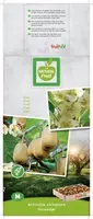 Actinidia chinensis 'Huwelijk' (Kiwi) fruitplant 65cm - afbeelding 2