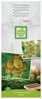 Actinidia chinensis 'Jenny' (Kiwi) fruitplant 60cm - afbeelding 4