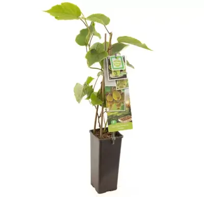 Actinidia chinensis 'Jenny' (Kiwi) fruitplant 60cm - afbeelding 2