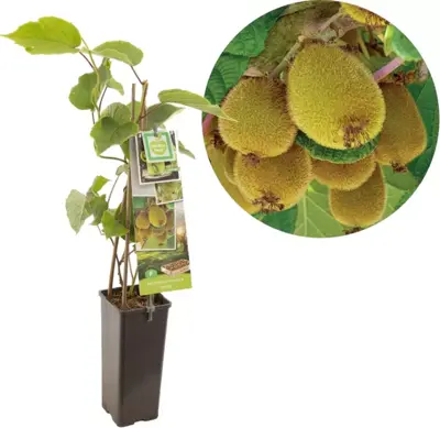 Actinidia chinensis 'Jenny' (Kiwi) fruitplant 60cm - afbeelding 1