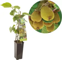 Actinidia chinensis 'Jenny' (Kiwi) fruitplant 60cm - afbeelding 1